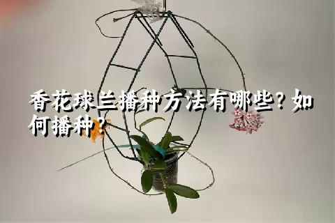 香花球兰播种方法有哪些？如何播种？