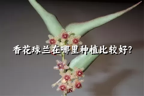 香花球兰在哪里种植比较好？