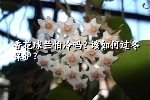 香花球兰怕冷吗？该如何过冬保护？