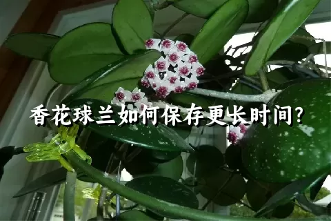 香花球兰如何保存更长时间？