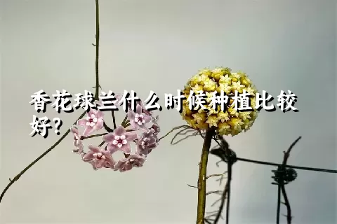 香花球兰什么时候种植比较好？