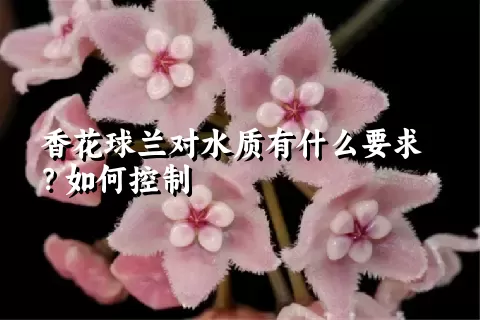 香花球兰对水质有什么要求？如何控制