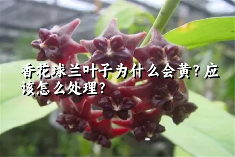 香花球兰叶子为什么会黄？应该怎么处理？