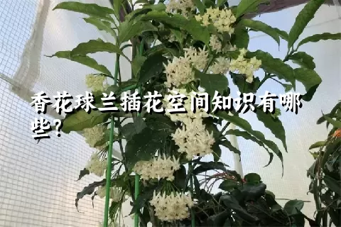 香花球兰插花空间知识有哪些？