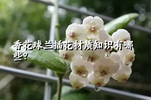 香花球兰插花材质知识有哪些？