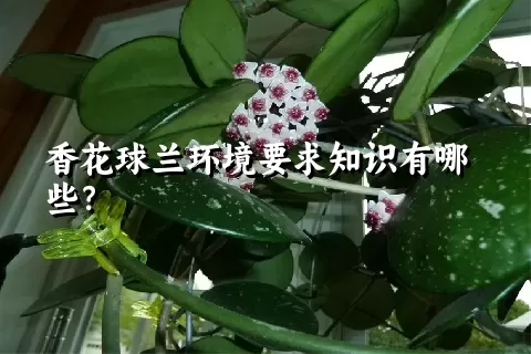 香花球兰环境要求知识有哪些？