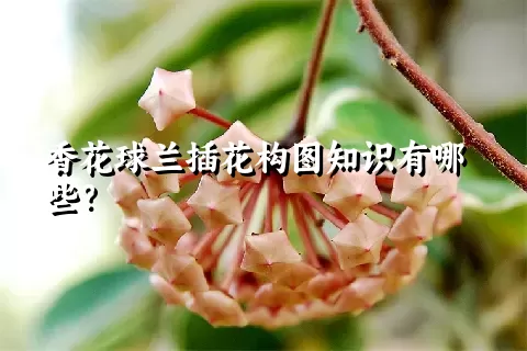 香花球兰插花构图知识有哪些？