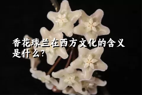 香花球兰在西方文化的含义是什么？