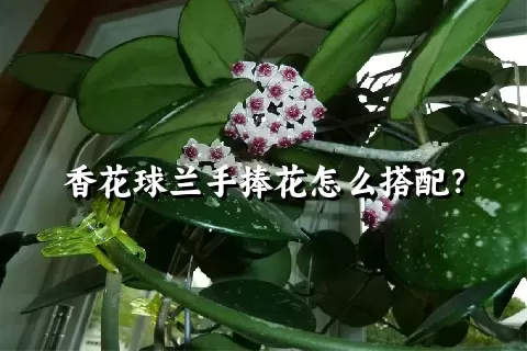 香花球兰手捧花怎么搭配？