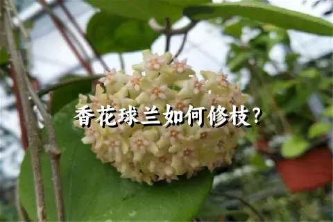 香花球兰如何修枝？