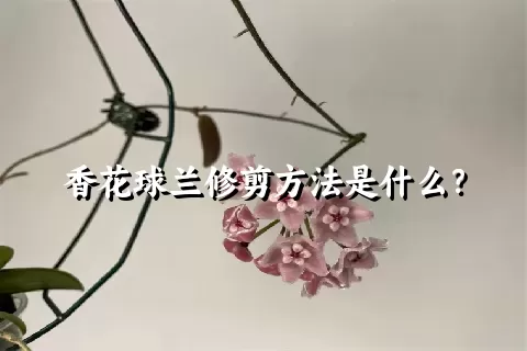 香花球兰修剪方法是什么？