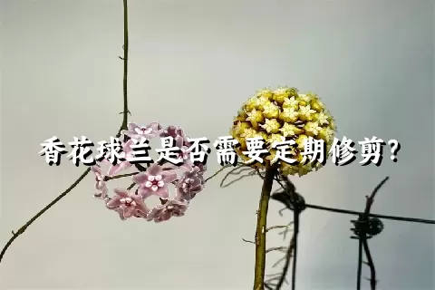 香花球兰是否需要定期修剪？