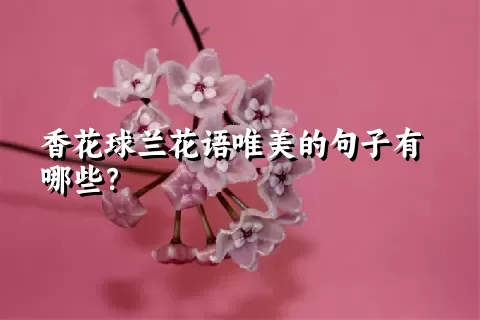 香花球兰花语唯美的句子有哪些？