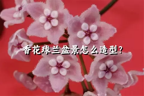 香花球兰盆景怎么造型？