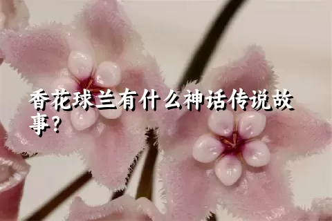 香花球兰有什么神话传说故事？