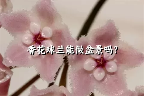 香花球兰能做盆景吗？