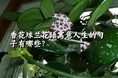 香花球兰花语寓意人生的句子有哪些？