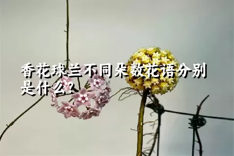 香花球兰不同朵数花语分别是什么？