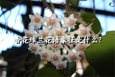 香花球兰花语象征是什么？