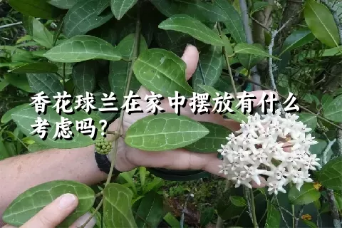 香花球兰在家中摆放有什么考虑吗？