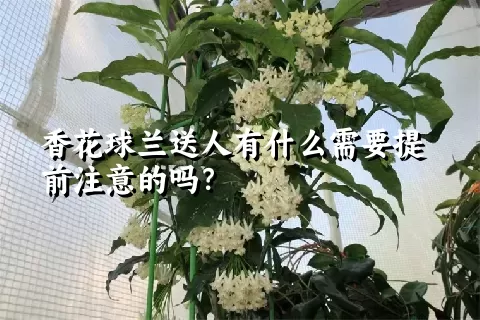 香花球兰送人有什么需要提前注意的吗？