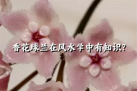 香花球兰在风水学中有知识？