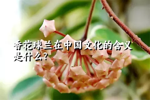 香花球兰在中国文化的含义是什么？