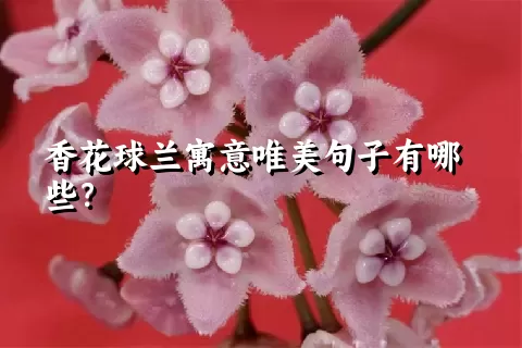 香花球兰寓意唯美句子有哪些？