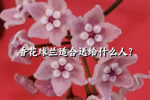 香花球兰适合送给什么人？