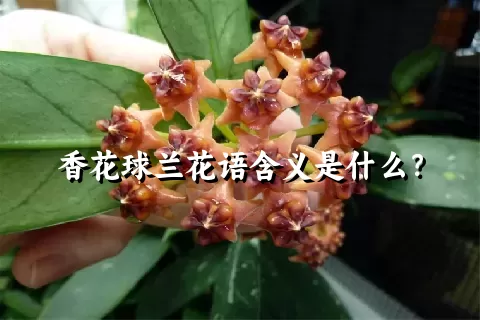 香花球兰花语含义是什么？