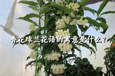 香花球兰花语的寓意是什么？