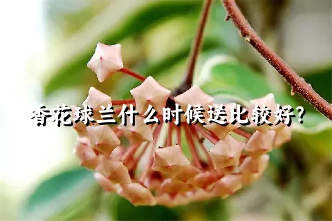 香花球兰什么时候送比较好？