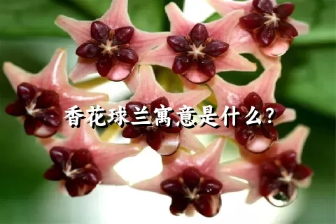 香花球兰寓意是什么？