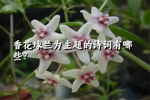 香花球兰为主题的诗词有哪些？