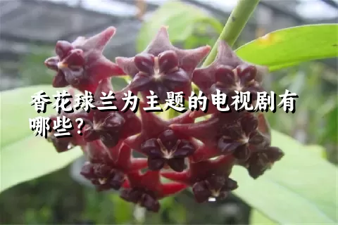 香花球兰为主题的电视剧有哪些？