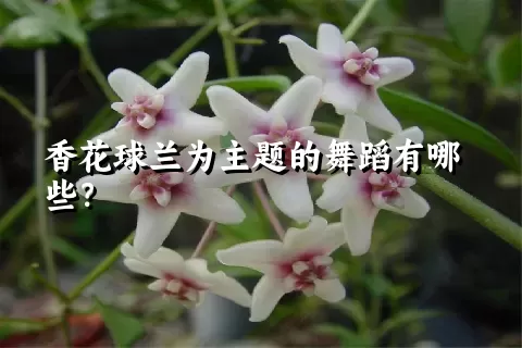 香花球兰为主题的舞蹈有哪些？