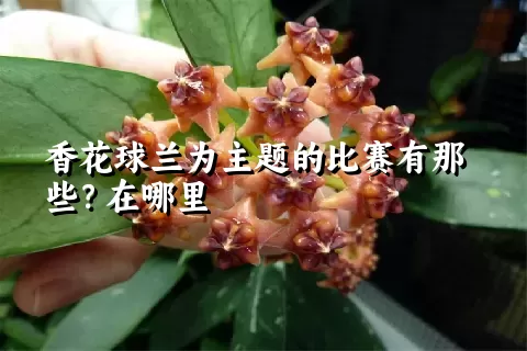 香花球兰为主题的比赛有那些？在哪里