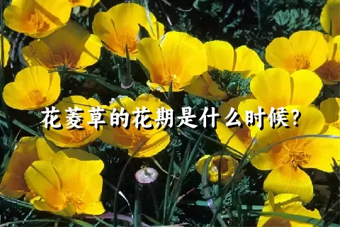 花菱草的花期是什么时候？