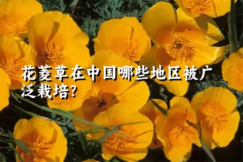 花菱草在中国哪些地区被广泛栽培？