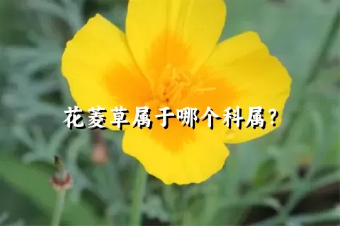 花菱草属于哪个科属？