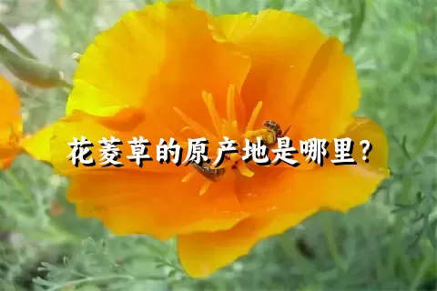 花菱草的原产地是哪里？