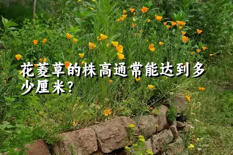 花菱草的株高通常能达到多少厘米？