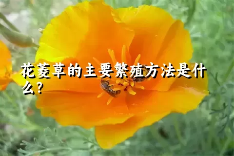 花菱草的主要繁殖方法是什么？