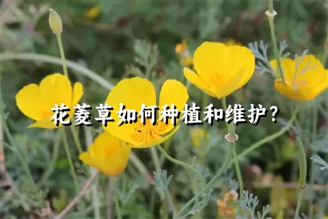 花菱草如何种植和维护？