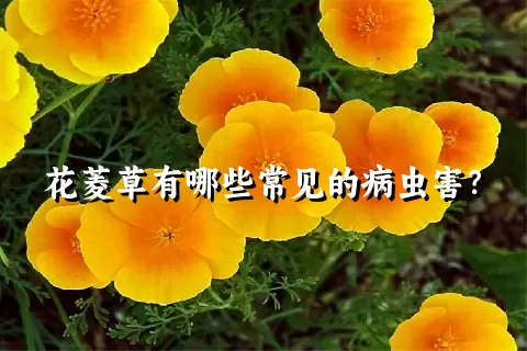 花菱草有哪些常见的病虫害？