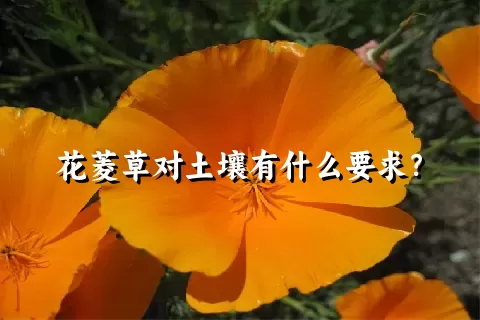 花菱草对土壤有什么要求？