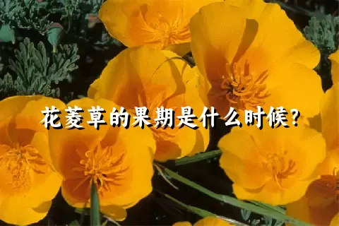 花菱草的果期是什么时候？