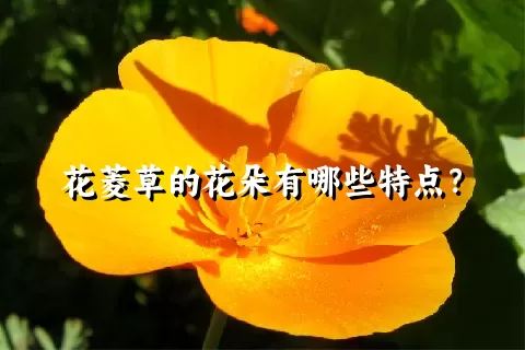 花菱草的花朵有哪些特点？