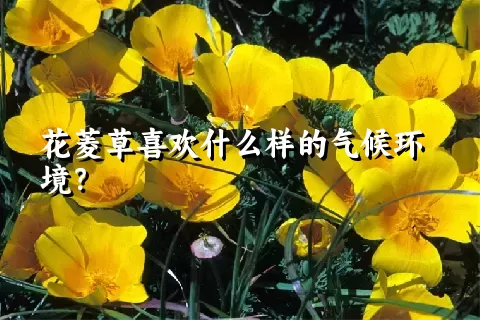 花菱草喜欢什么样的气候环境？