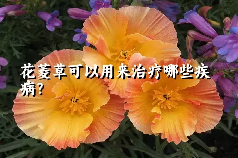 花菱草可以用来治疗哪些疾病？